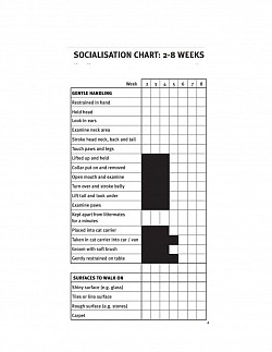 socialsation