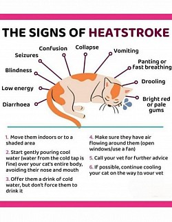 heatstroke
