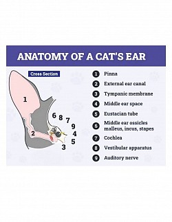 ear