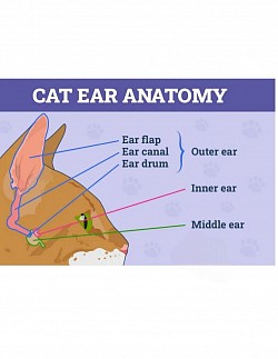 ear