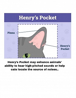 ear