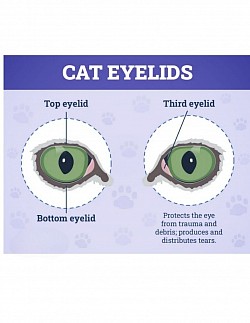eye