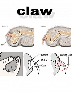 claw