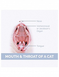 mouth