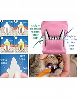 teeth