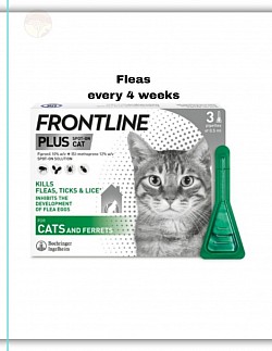 cat