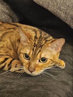 cat