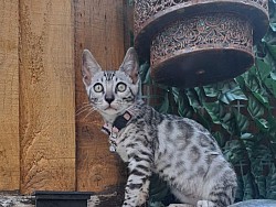cat