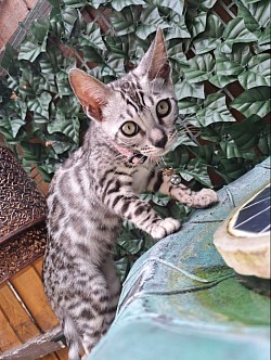 cat