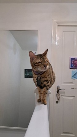 cat
