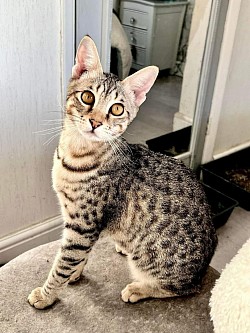 cat