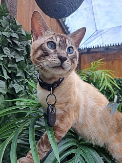 cat