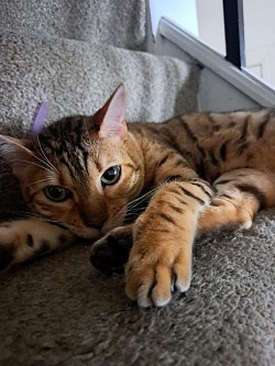 cat