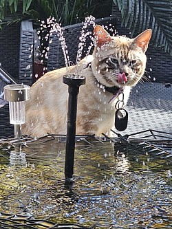cat
