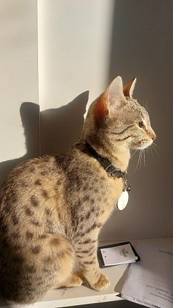 cat