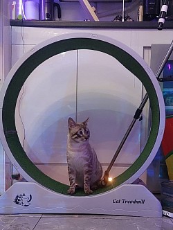cat