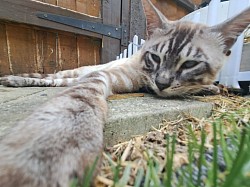 cat