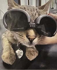 cat