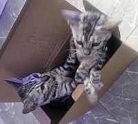 cat