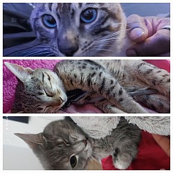 cat