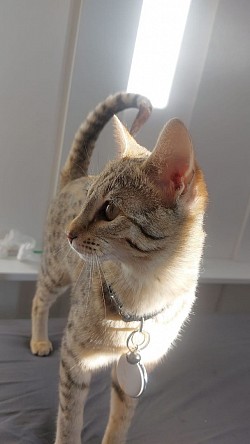 cat