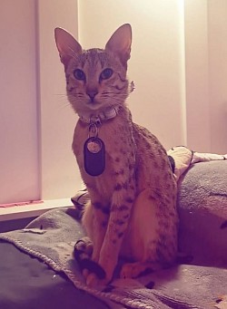 cat