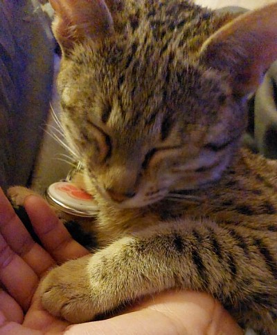 cat