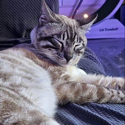cat
