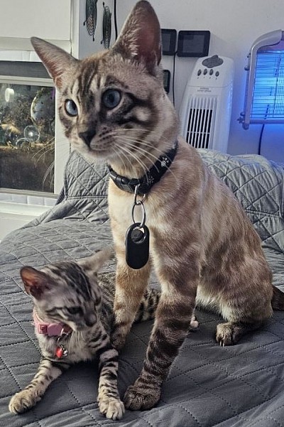 cat