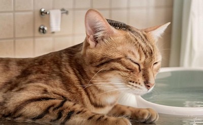 cat