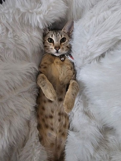 cat