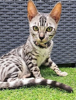 cat