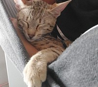 cat