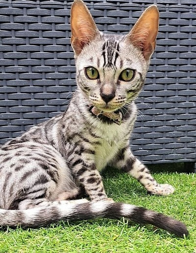 cat