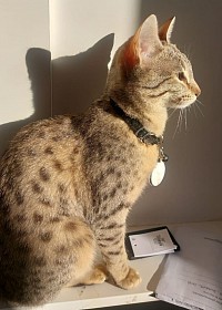 cat