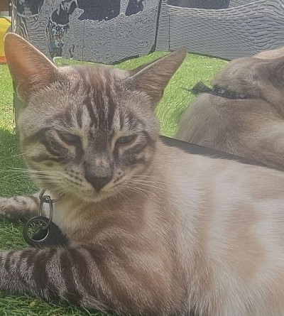 cat