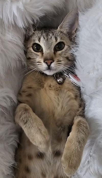 cat