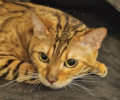 cat
