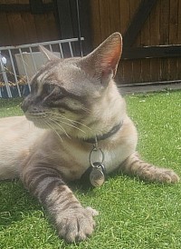 cat