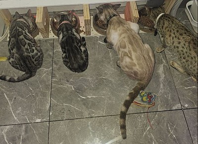 cat