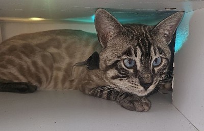 cat