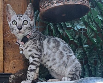 cat