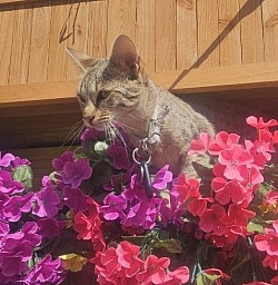 cat
