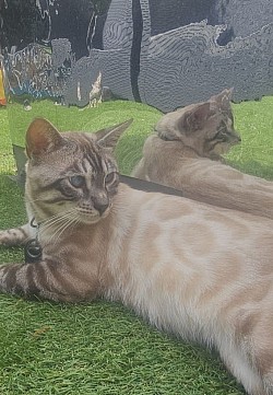 cat