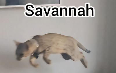 cat