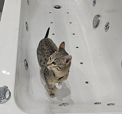 cat
