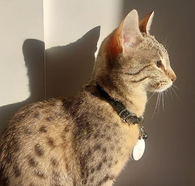cat