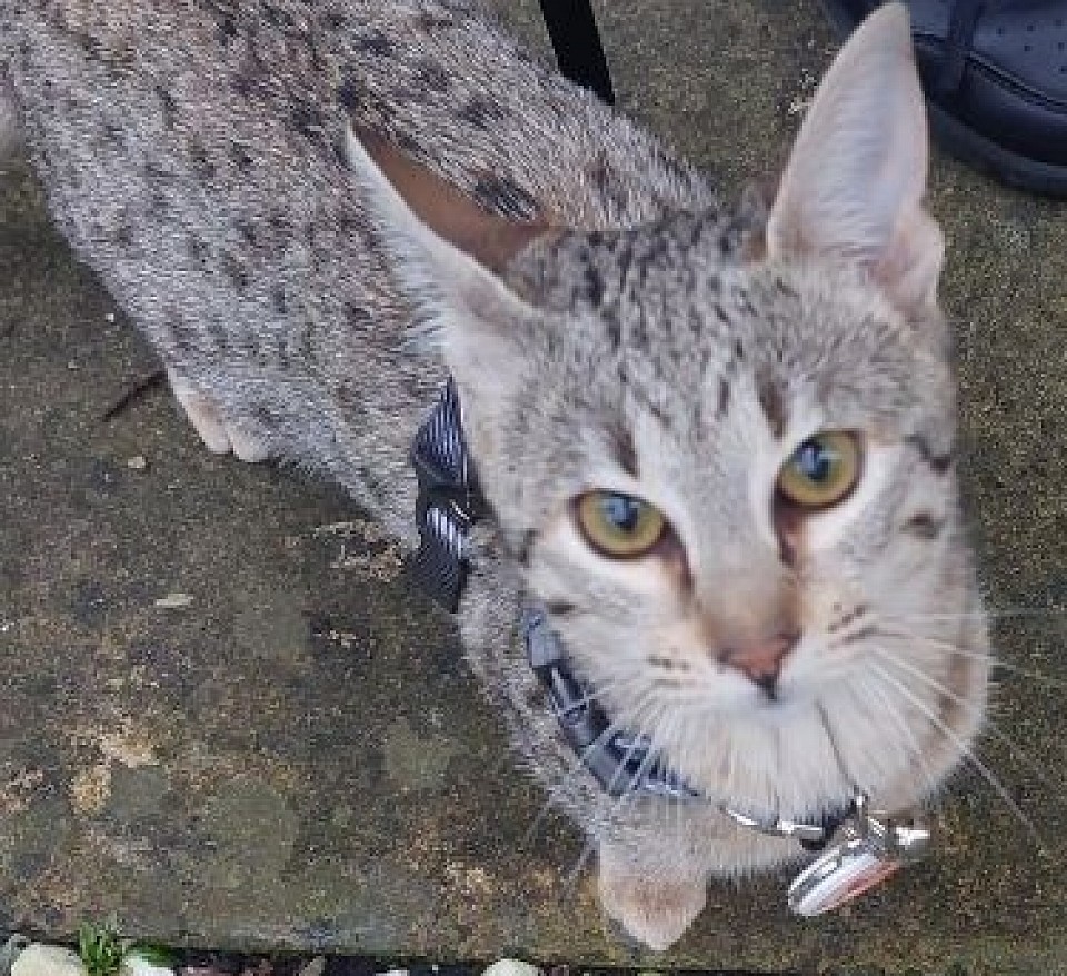 cat