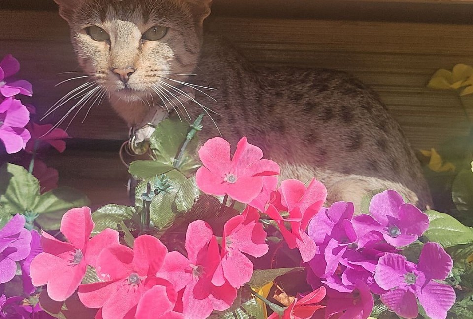 cat