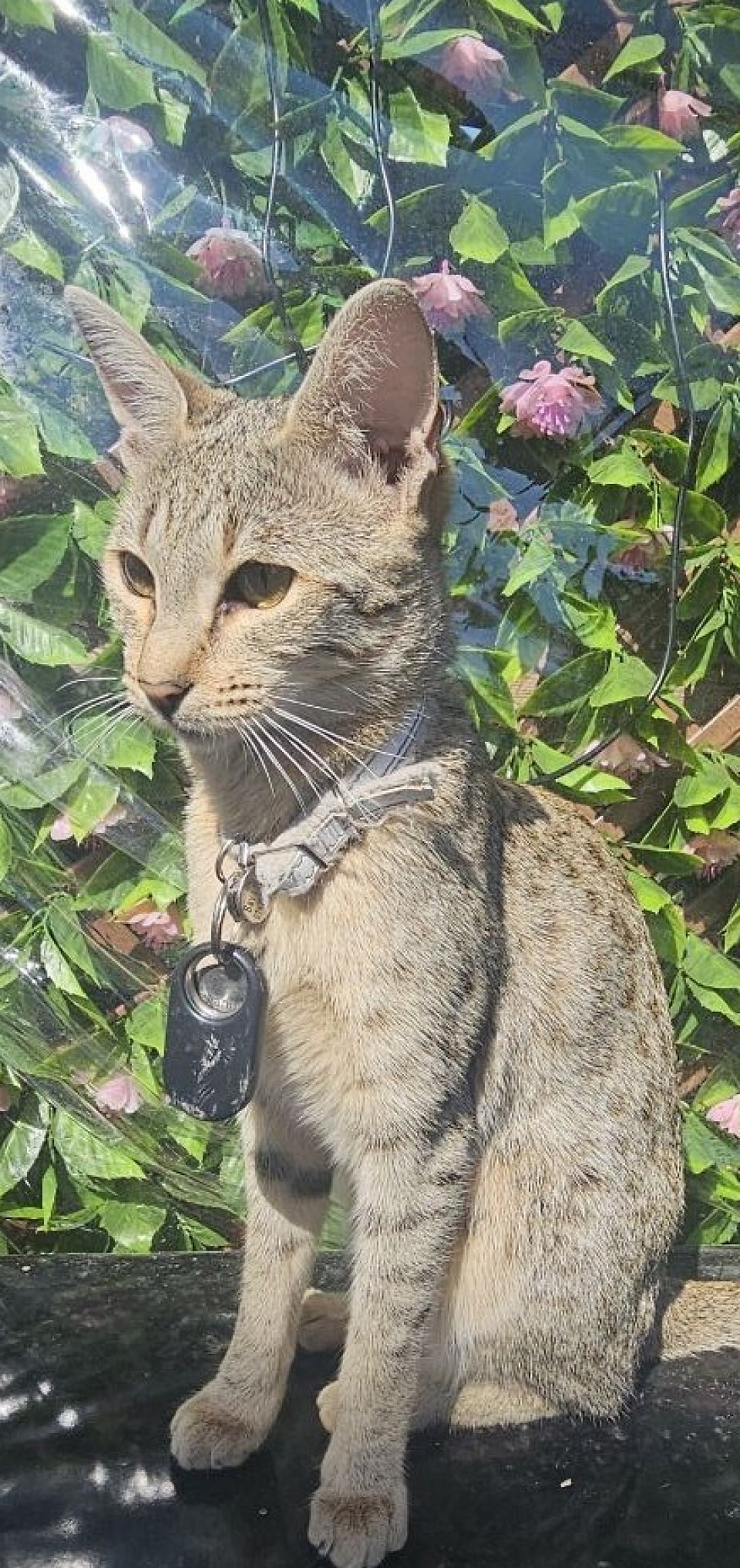 cat